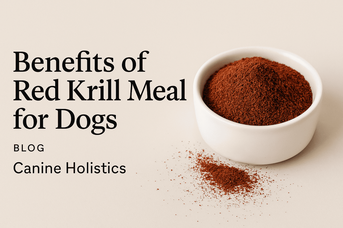Banner image for blog post titled ‘Benefits of Red Krill Meal for Dogs’ from Canine Holistics™, featuring a happy dog and natural wellness branding.