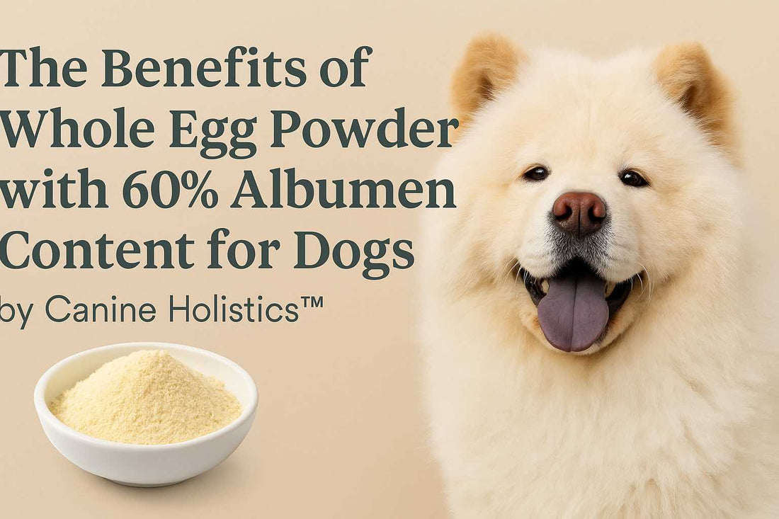 Benefits of Egg Powder for Dogs |