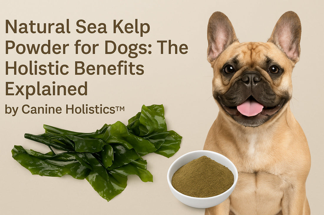 Sea Kelp Powder for Dogs: Benefits Explained