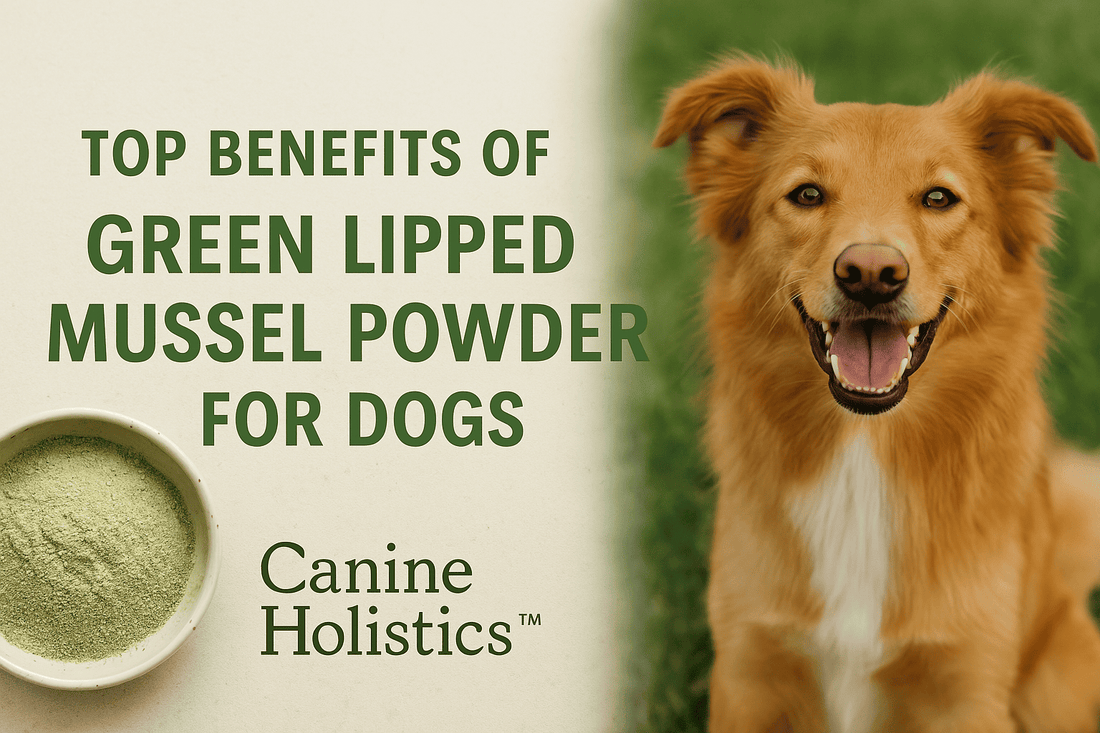 Happy golden dog next to text reading ‘Top Benefits of Green Lipped Mussel Powder for Dogs’ by Canine Holistics™. Green lipped mussel powder in bowl shown on left. Natural pet supplement for joint health and wellness.
