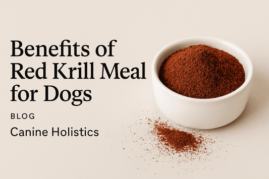 Banner image for blog post titled ‘Benefits of Red Krill Meal for Dogs’ from Canine Holistics™, featuring a happy dog and natural wellness branding.