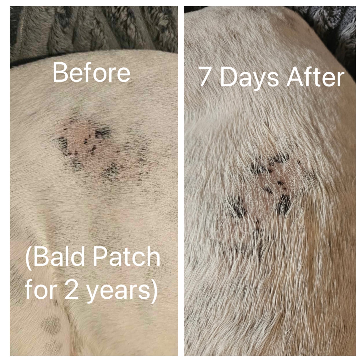 Image of a dog’s skin 7 days before & after applying Canine Holistics™ Alopecia Balm for Dogs. 